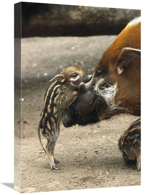 Global Gallery GCS-450829-1624-142 16 x 24 in. Red River Hog Baby & Mo