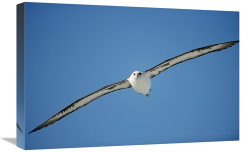 Global Gallery GCS-451431-1624-142 16 x 24 in. Laysan Albatross Soarin