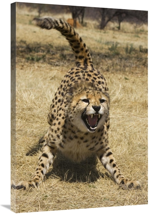 Global Gallery GCS-395815-2436-142 24 x 36 in. Cheetah Hissing, Ch