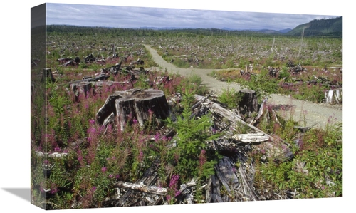 12 x 18 in. Temperate Rainforest Clear Cutting with Logging Road, 
