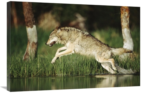 Global Gallery GCS-396322-2436-142 24 x 36 in. Timber Wolf Running Thr