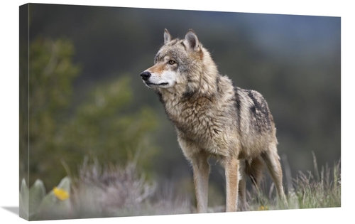 Global Gallery GCS-452264-2030-142 20 x 30 in. Gray Wolf, North Am