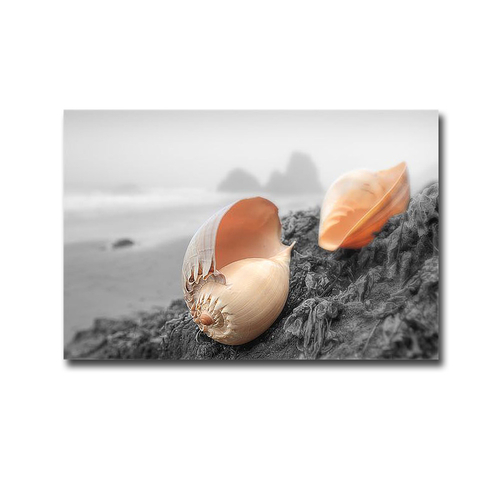 Artistic Home Gallery 3045E865IG Crescent Beach Shells No.20 by Alan B