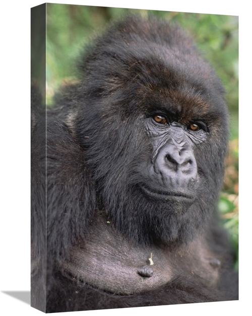 Global Gallery GCS-452794-1218-142 12 x 18 in. Mountain Gorilla Female