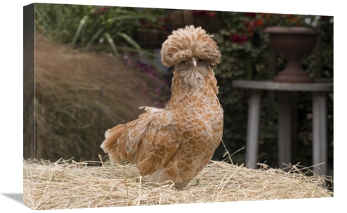 Global Gallery GCS-397446-1624-142 16 x 24 in. Domestic Chicken, P