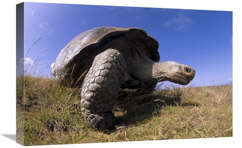 Global Gallery GCS-451373-1624-142 16 x 24 in. Galapagos Giant Tortois
