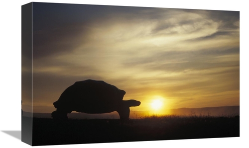 Global Gallery GCS-451376-1218-142 12 x 18 in. Galapagos Giant Tortois