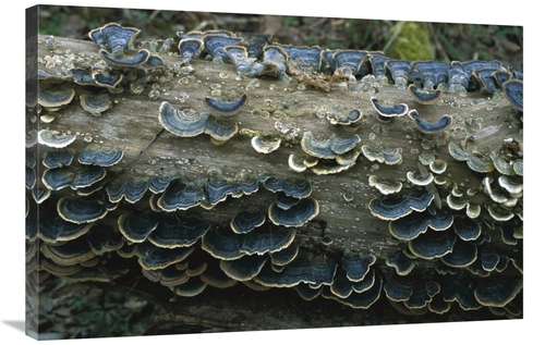 Global Gallery GCS-452514-2436-142 24 x 36 in. Bracket Fungus Growing 