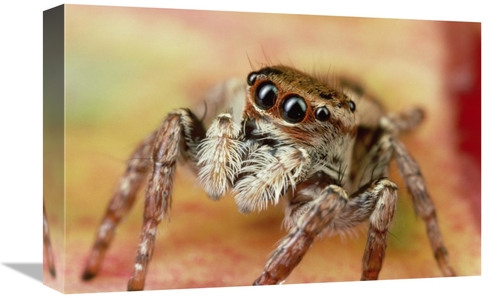 Global Gallery GCS-450719-1218-142 12 x 18 in. Jumping Spider Portrait