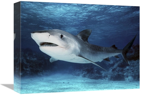 Global Gallery GCS-397967-1216-142 12 x 16 in. Tiger Shark, Great 