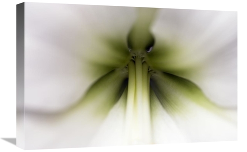 Global Gallery GCS-395679-1624-142 16 x 24 in. Amaryllis Flower, N