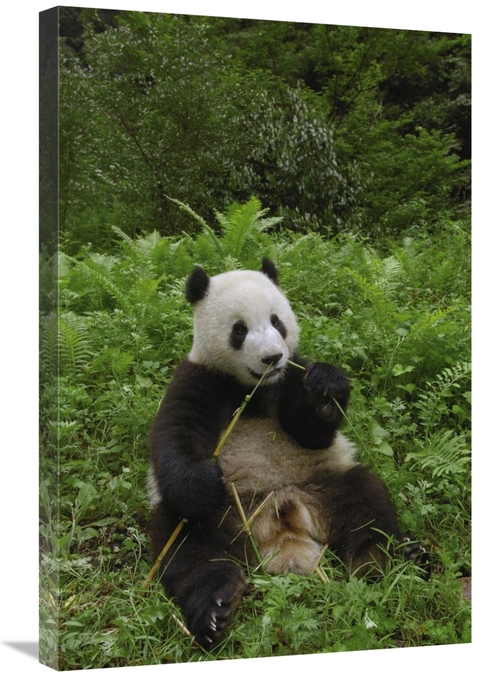 Global Gallery GCS-397883-2030-142 20 x 30 in. Giant Panda Sitting in 