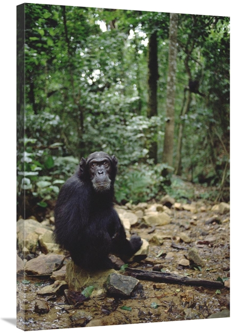 Global Gallery GCS-452793-2436-142 24 x 36 in. Chimpanzee Profile,