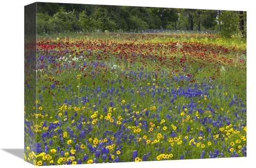 Global Gallery GCS-452192-1216-142 12 x 16 in. Annual Coreopsis Texas 