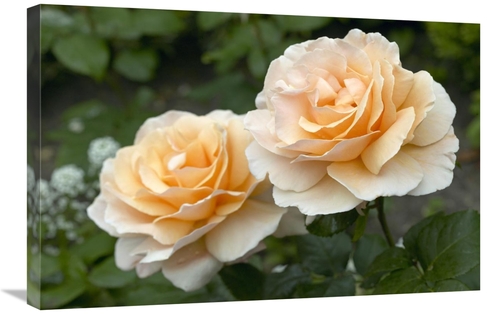 Global Gallery GCS-398345-2030-142 20 x 30 in. Rose Just Joey Variety 