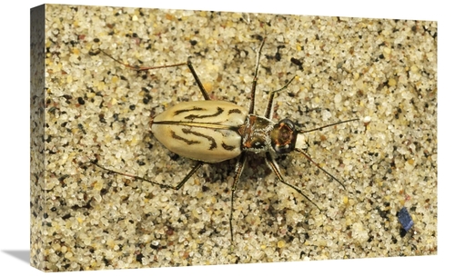 Global Gallery GCS-450986-1624-142 16 x 24 in. Northern Beach Tiger Be