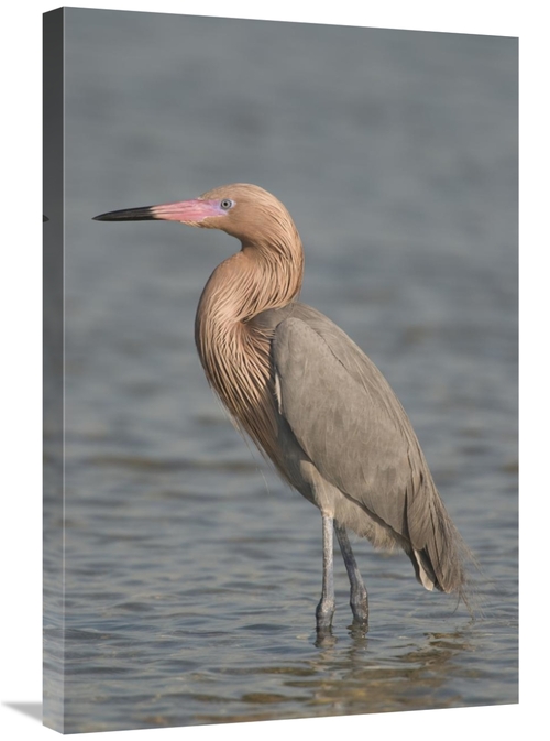 Global Gallery GCS-397308-2030-142 20 x 30 in. Reddish Egret, Fort