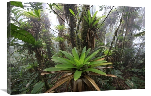 Global Gallery  24 x 36 in. Bromeliad & Tree Fern At 1600 Meters Altit