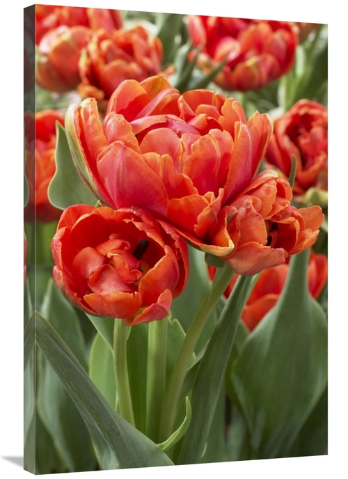 Global Gallery GCS-398367-2436-142 24 x 36 in. Tulip Grand Rapids Vari