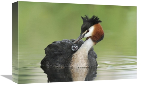 Global Gallery GCS-397467-1218-142 12 x 18 in. Great Crested Grebe Gro