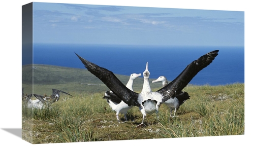 Global Gallery GCS-451604-1218-142 12 x 18 in. Antipodean Albatross Co