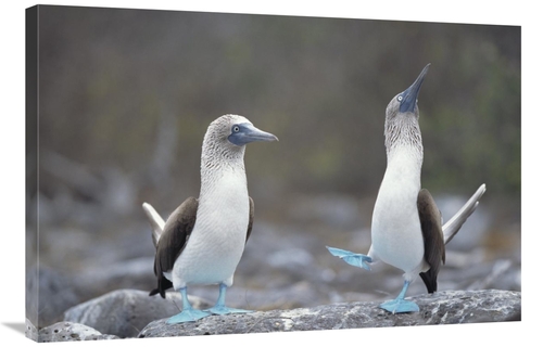 Global Gallery GCS-451784-2436-142 24 x 36 in. Blue-Footed Booby Court