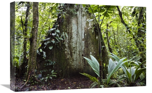 Global Gallery GCS-452675-1624-142 16 x 24 in. Mountain Rainforest&#44