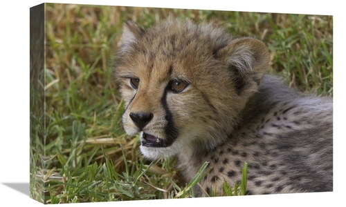 Global Gallery GCS-450859-1218-142 12 x 18 in. Cheetah Cub Portrait&#4