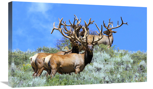 Global Gallery GCS-486594-30-142 30 in. The Mens Club Art Print - Vic 