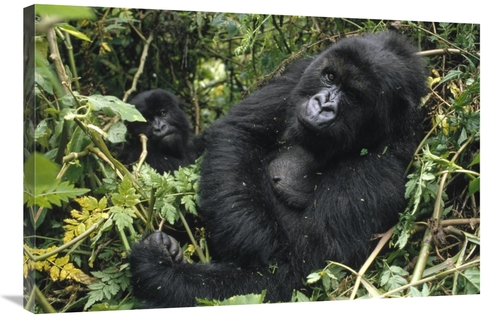 Global Gallery GCS-452776-2436-142 24 x 36 in. Mountain Gorilla Female