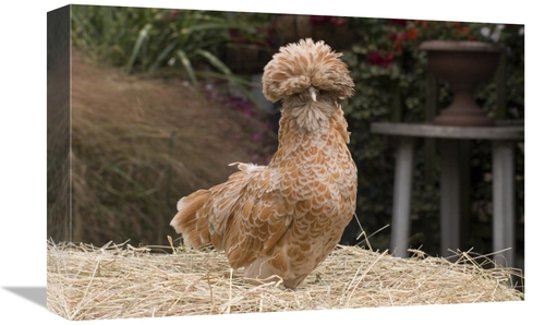 Global Gallery GCS-397446-1218-142 12 x 18 in. Domestic Chicken, P