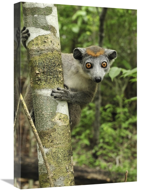 Global Gallery GCS-397650-1624-142 16 x 24 in. Crowned Lemur Female&#4