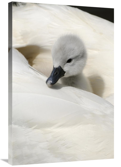 Global Gallery GCS-398176-2436-142 24 x 36 in. Mute Swan Cygnet, o