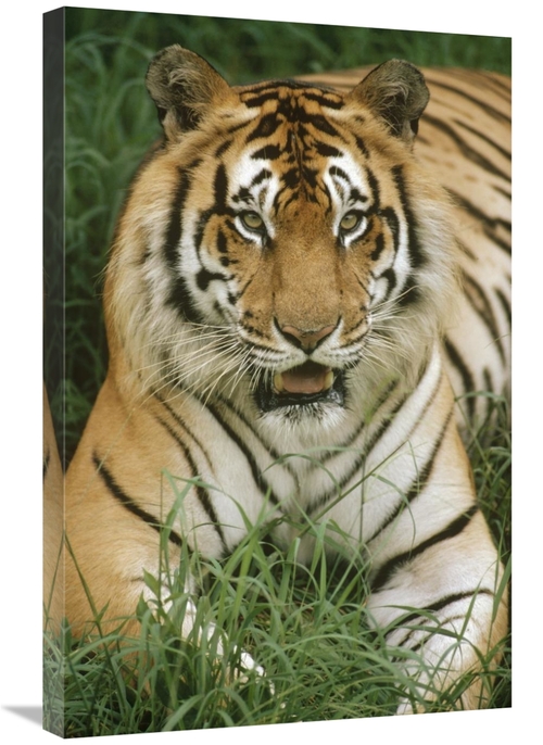 Global Gallery GCS-452799-2030-142 20 x 30 in. Bengal Tiger Portrait&#