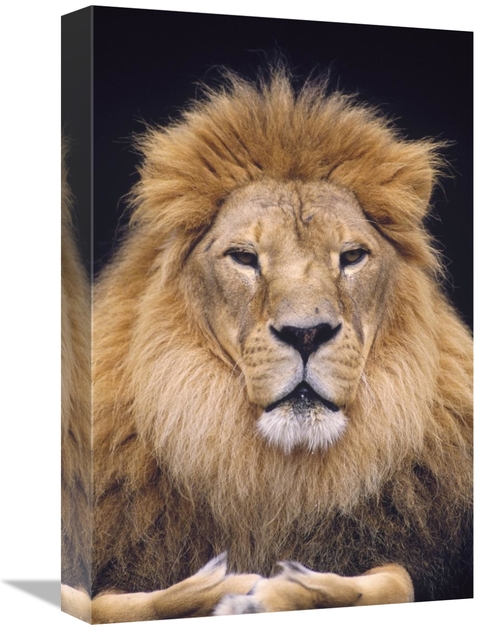 Global Gallery GCS-452763-1218-142 12 x 18 in. African Lion Male, 