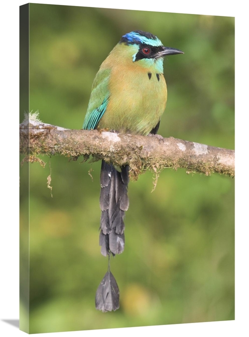 Global Gallery GCS-397278-2030-142 20 x 30 in. Blue-Crowned Motmot&#44