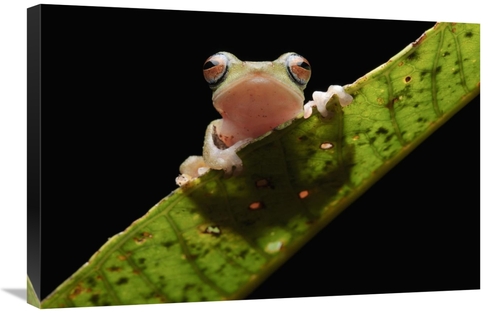 Global Gallery GCS-397545-2030-142 20 x 30 in. Masked Treefrog, Sa