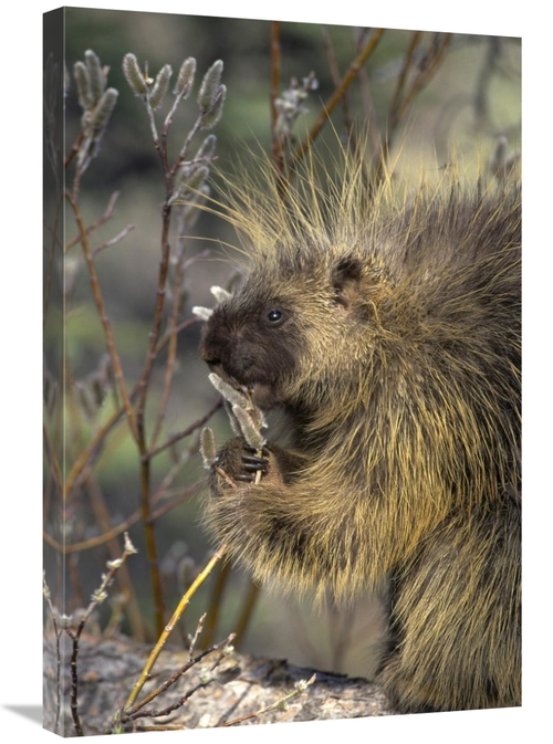 Global Gallery GCS-451869-2030-142 20 x 30 in. Common Porcupine Feedin