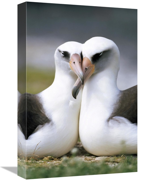 Global Gallery GCS-395610-1218-142 12 x 18 in. Laysan Albatross Pair B