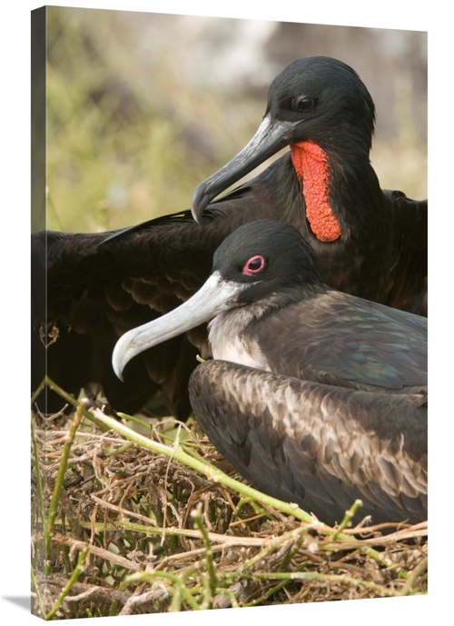 Global Gallery GCS-397372-2436-142 24 x 36 in. Magnificent Frigatebird