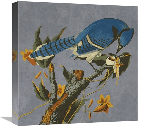 Global Gallery GCS-394158-1818-142 18 x 18 in. Audubon Decor - Bluejay