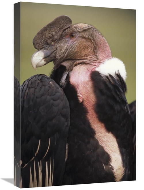 Global Gallery GCS-451248-1624-142 16 x 24 in. Andean Condor Male,