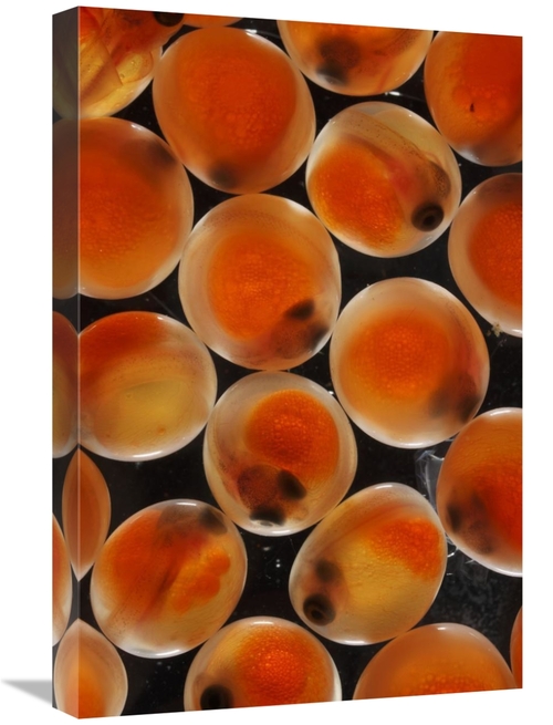 Global Gallery GCS-453584-1624-142 16 x 24 in. Chum Salmon Eggs, N