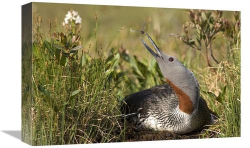 Global Gallery GCS-451942-1218-142 12 x 18 in. Red-Throated Loon Snaps