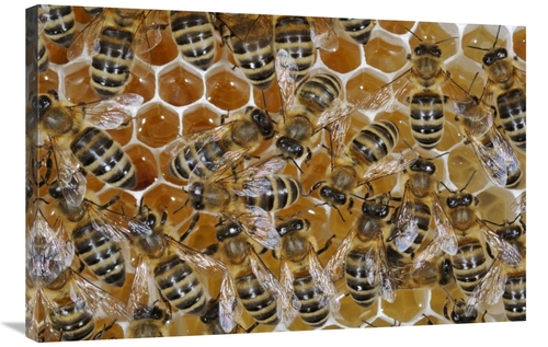 Global Gallery GCS-453383-2436-142 24 x 36 in. Honey Bees on Honeycomb