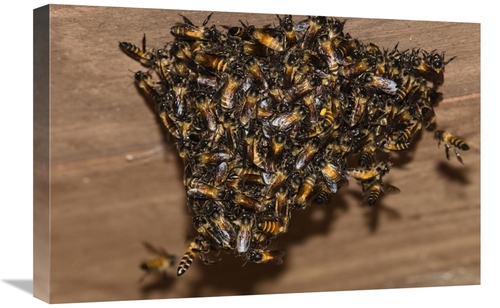 Global Gallery GCS-453636-1624-142 16 x 24 in. Bee Group Swarming on W