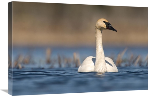 Global Gallery GCS-397396-2030-142 20 x 30 in. Trumpeter Swan Swimming