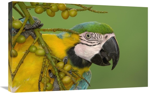 Global Gallery GCS-453229-2030-142 20 x 30 in. Blue & Yellow Macaw Fee