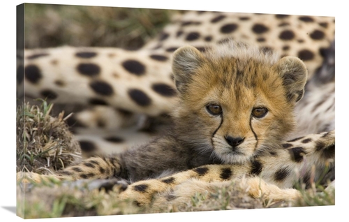 Global Gallery GCS-395812-2436-142 24 x 36 in. Cheetah Cub Portrait&#4