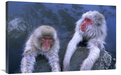 Global Gallery GCS-453602-2436-142 24 x 36 in. Japanese Macaque Adult 